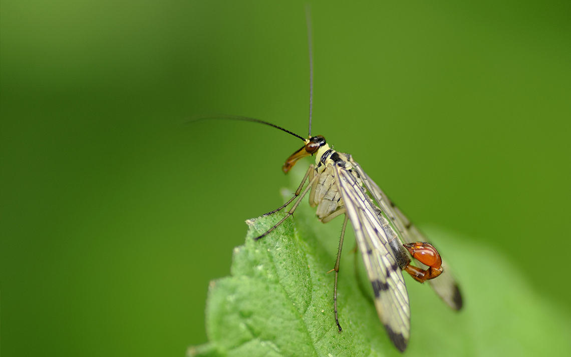Ferme du Grand Laval : biodiversité