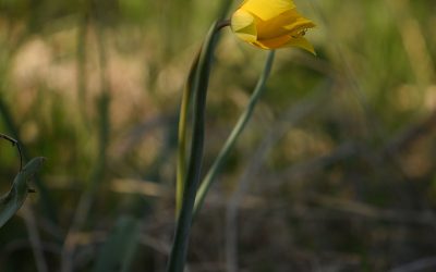 Observations de la fin mars