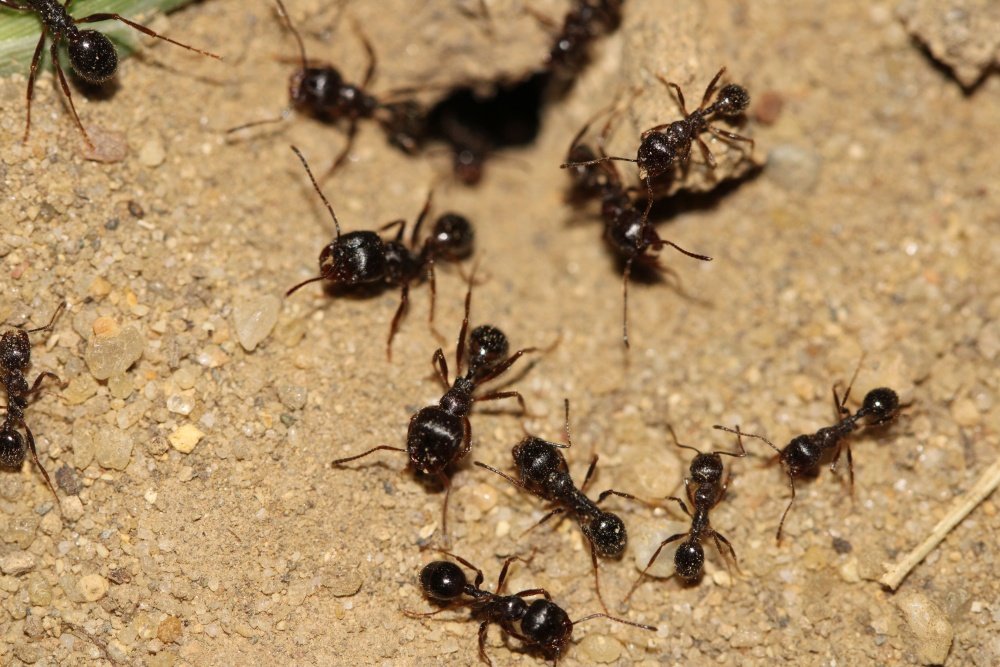 Ferme du Grand Laval Messor barbarus