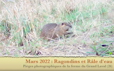 Pièges photographiques du Grand Laval : mars 2022