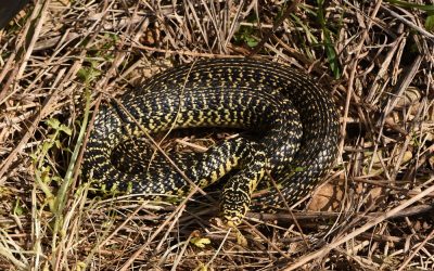 Les nouvelles plaques reptiles déjà utilisées