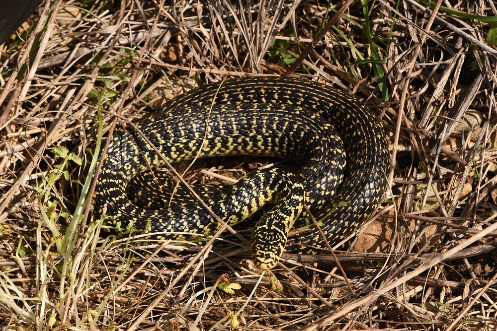 Ferme du Grand Laval : Couleuvre verte et jaune