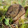 Microtus arvalis