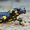 Salamandra Salamandra