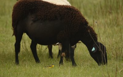 Oiseaux migrateurs en halte sur la ferme (1)