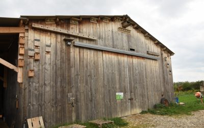 Les hirondelles sont demandées à la bergerie