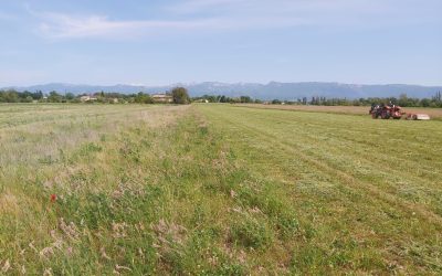 Fauche du sainfoin