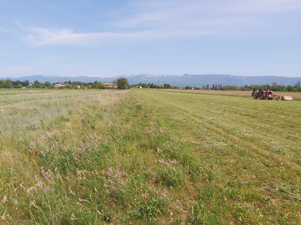 Ferme du Grand Laval fauche sainfoin