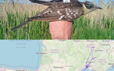 Oiseaux migrateurs en exploration sur la ferme (2)