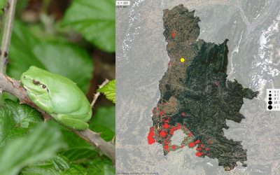 Rainette méridionale et pas japonais