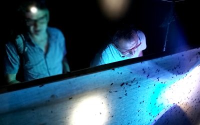 Grosse nuit pour les papillons !