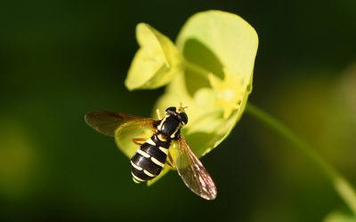 Le seuil des 1000 espèces est franchi !