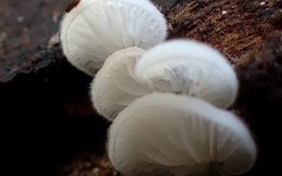 C’est la saison des champignons !