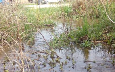 Nouvelles du début de printemps