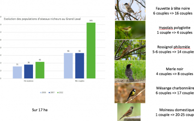 La polyculture élevage, solution au déclin des oiseaux agricoles