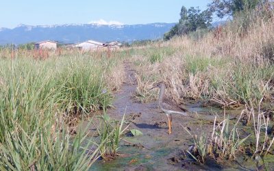 Les chevaliers en vidéo