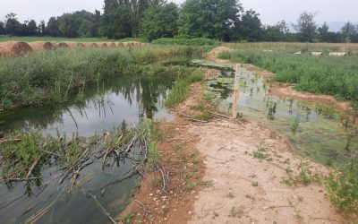 Le fossé transformé en ruisseau se repeuple !