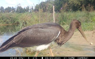 Une Cigogne noire fait halte sur la ferme