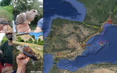 La migration des Tourterelles des bois du Grand Laval