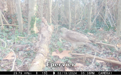 Février dans une haie du Grand Laval