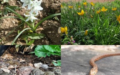 Chronique du mois de mars sur le Grand Laval