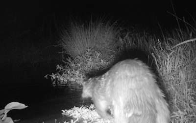 Passage d&rsquo;une Loutre !