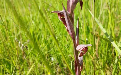 Des Sérapias arrivent sur la ferme !