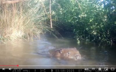 Le castor est de retour sur la ferme !