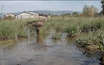 Les oiseaux des zones humides du Grand Laval