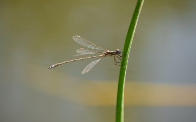 Toujours plus de libellules !